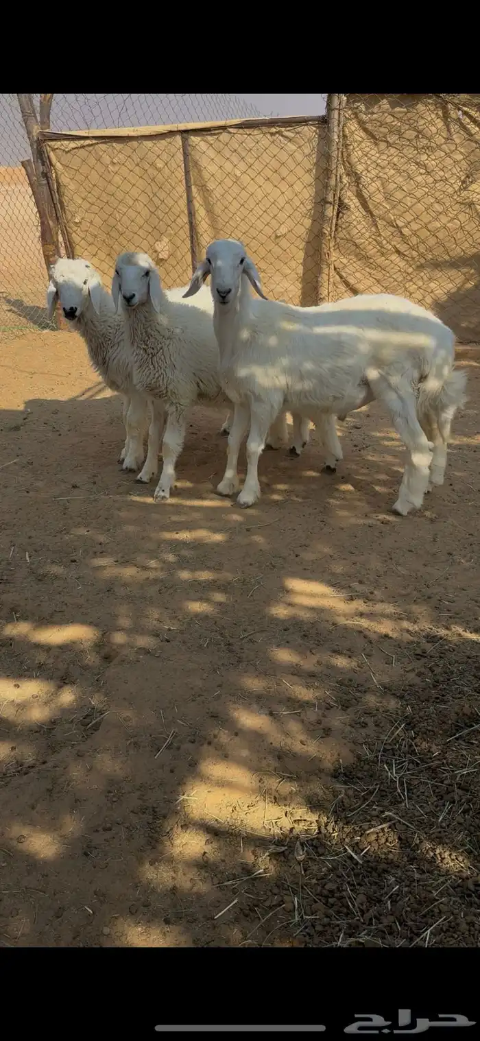 خرفان هرافا 0