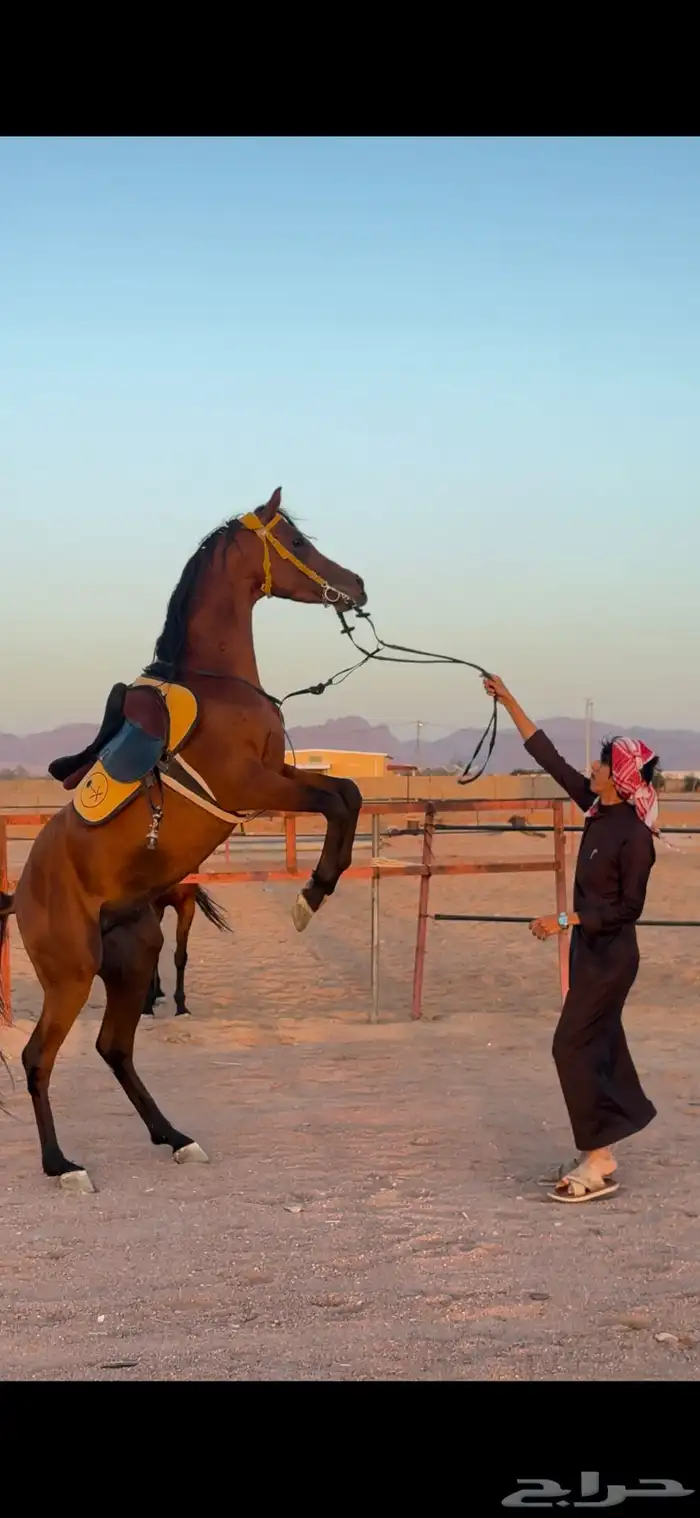 فحل واهو للبيع 0