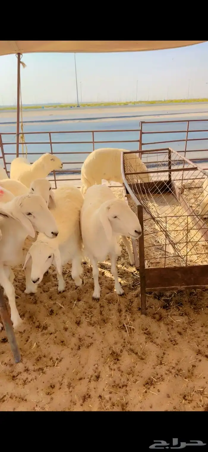 جذعان حري جبره مفطحات 3