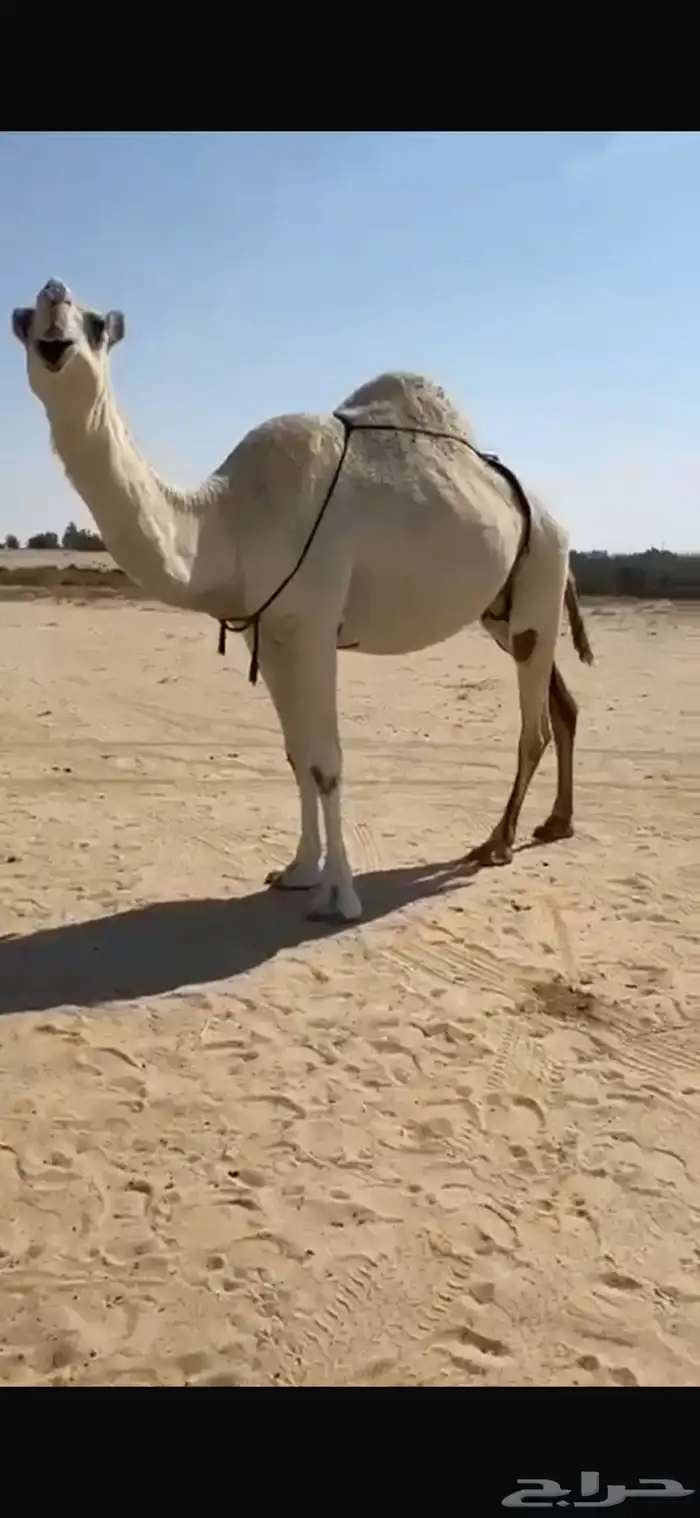 عشرا وضحا ضروبه للبيع 2