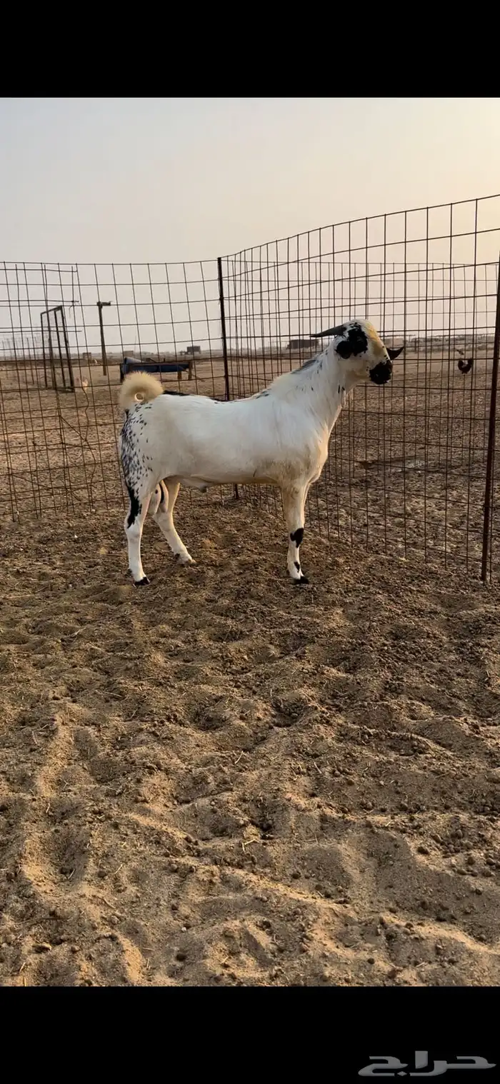 تيس بيشي اكحل 1