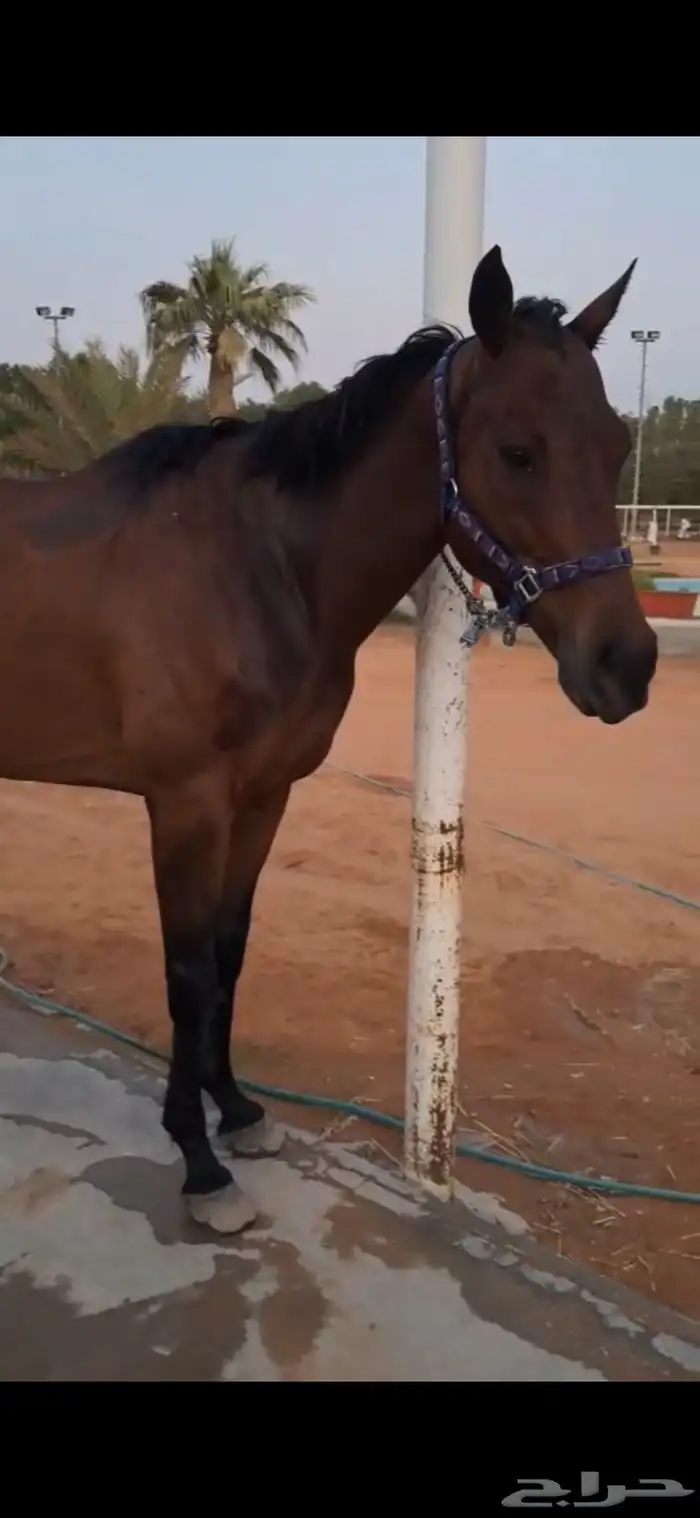 حصان شعبي هاديء 0