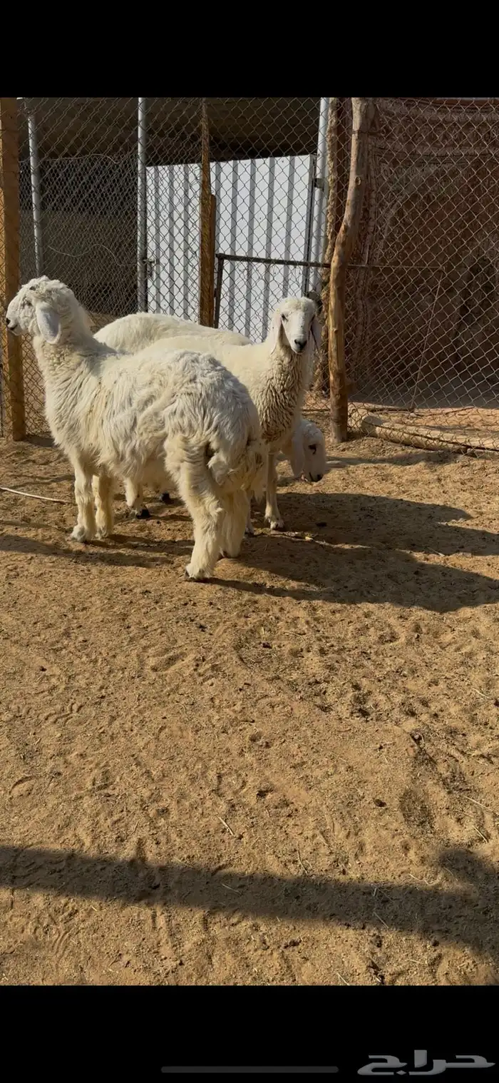 خرفان هرافا 1