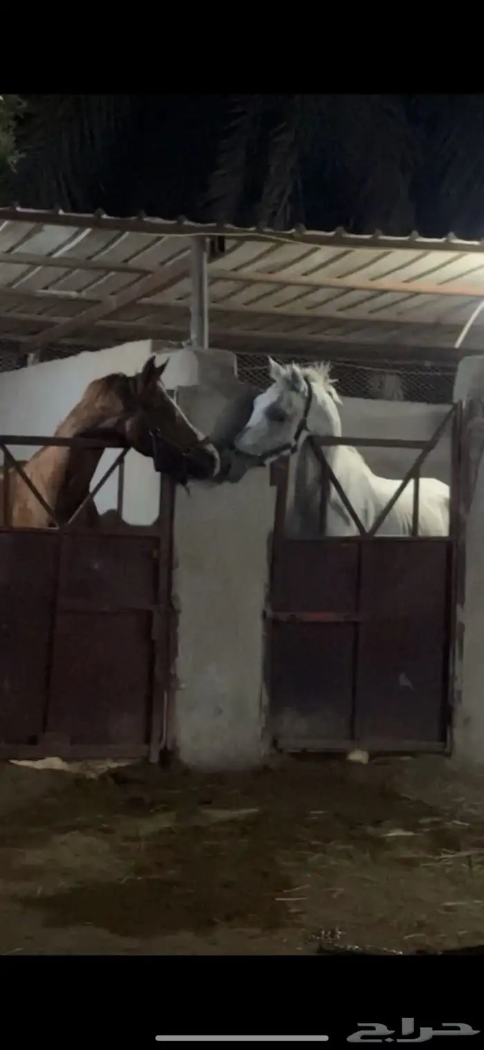 حصان شعبي حار. 1