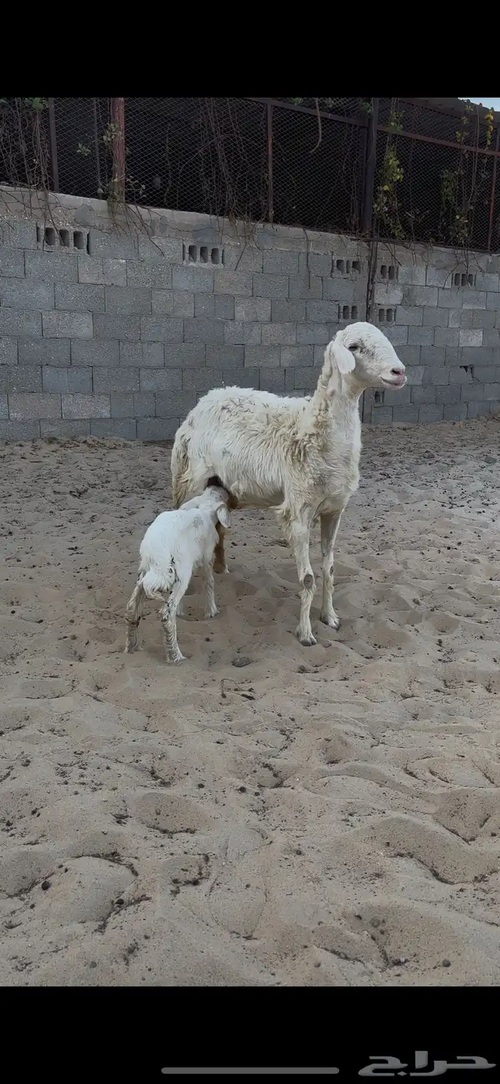 حرشا بكر حدرها خروف 0