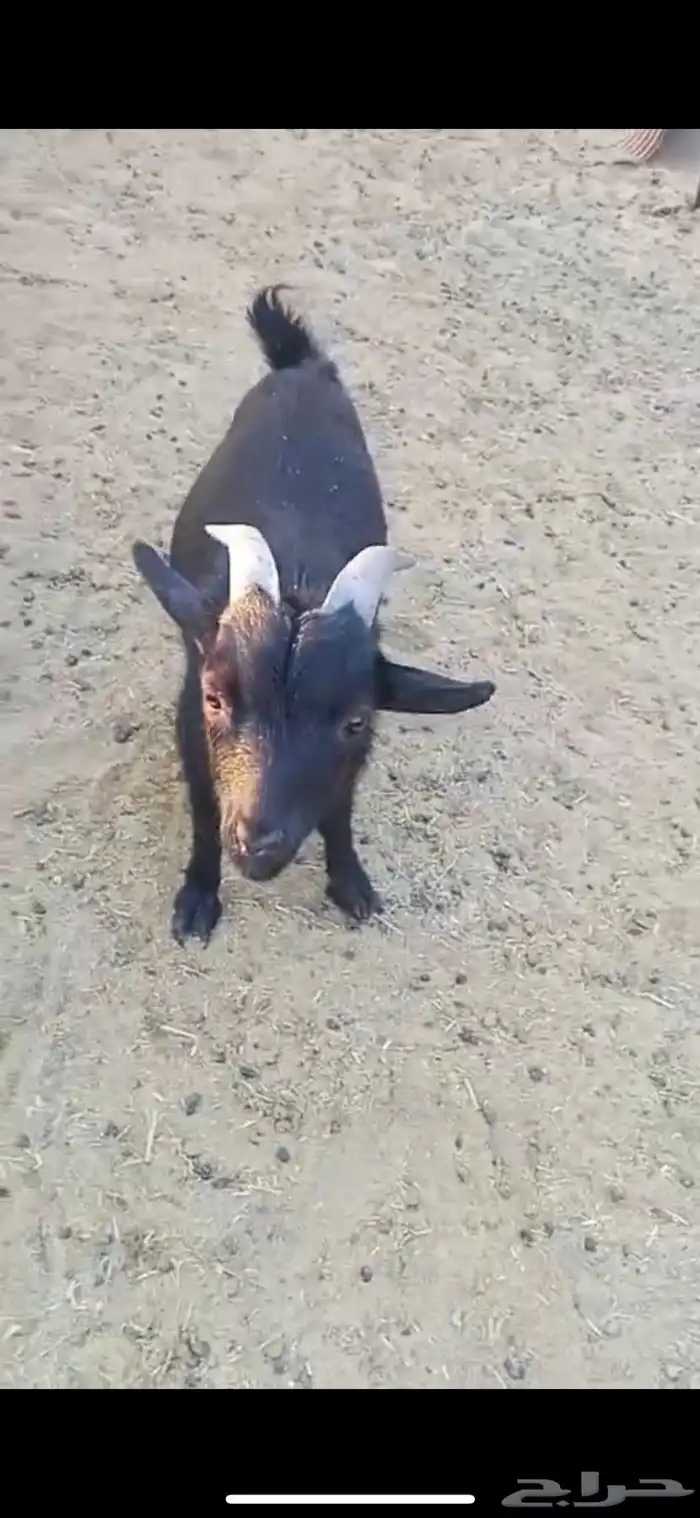 تيس قزم للبيع 1