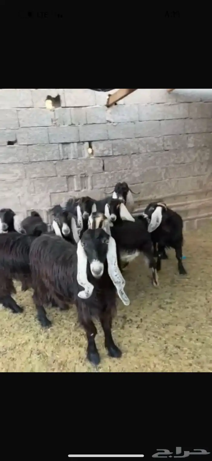 معزا عوارض خوات بعض مضاريع صنف 1