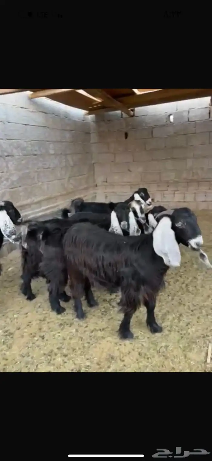 معزا عوارض خوات بعض مضاريع صنف 3