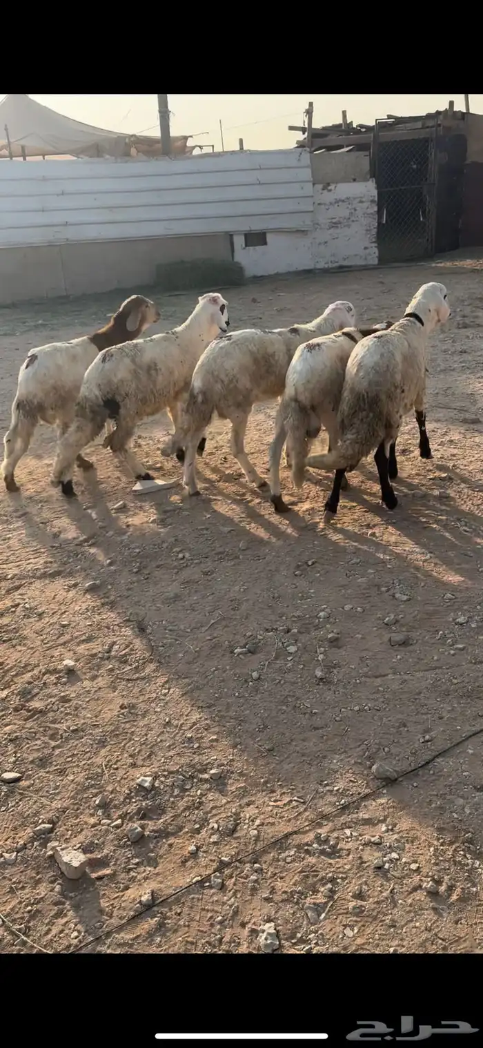 البيع سوكلي العدد 5 جذعان ظهوره حد الغلاق وطعام شعير وبرسيم 1