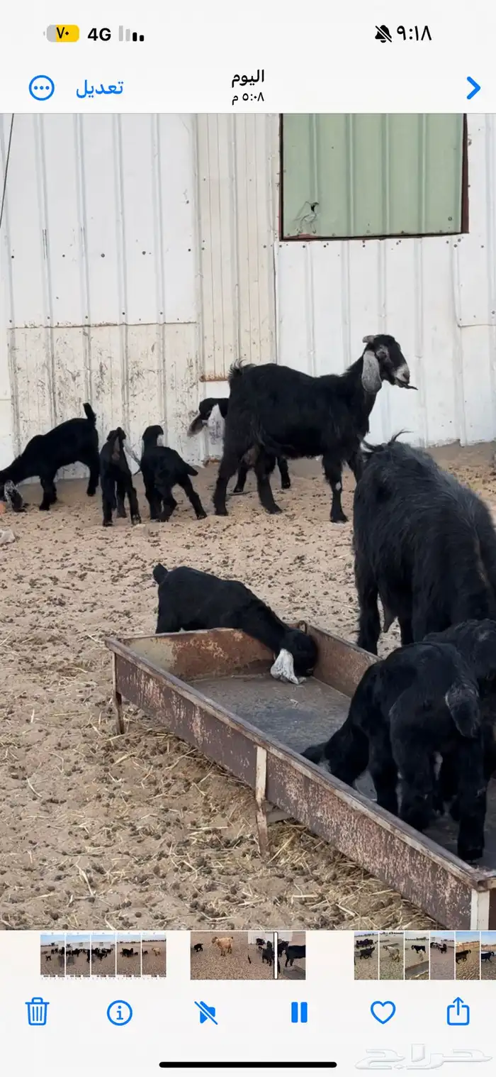 معزا خلفات 0