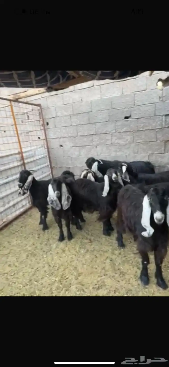 معزا عوارض خوات بعض مضاريع صنف 0