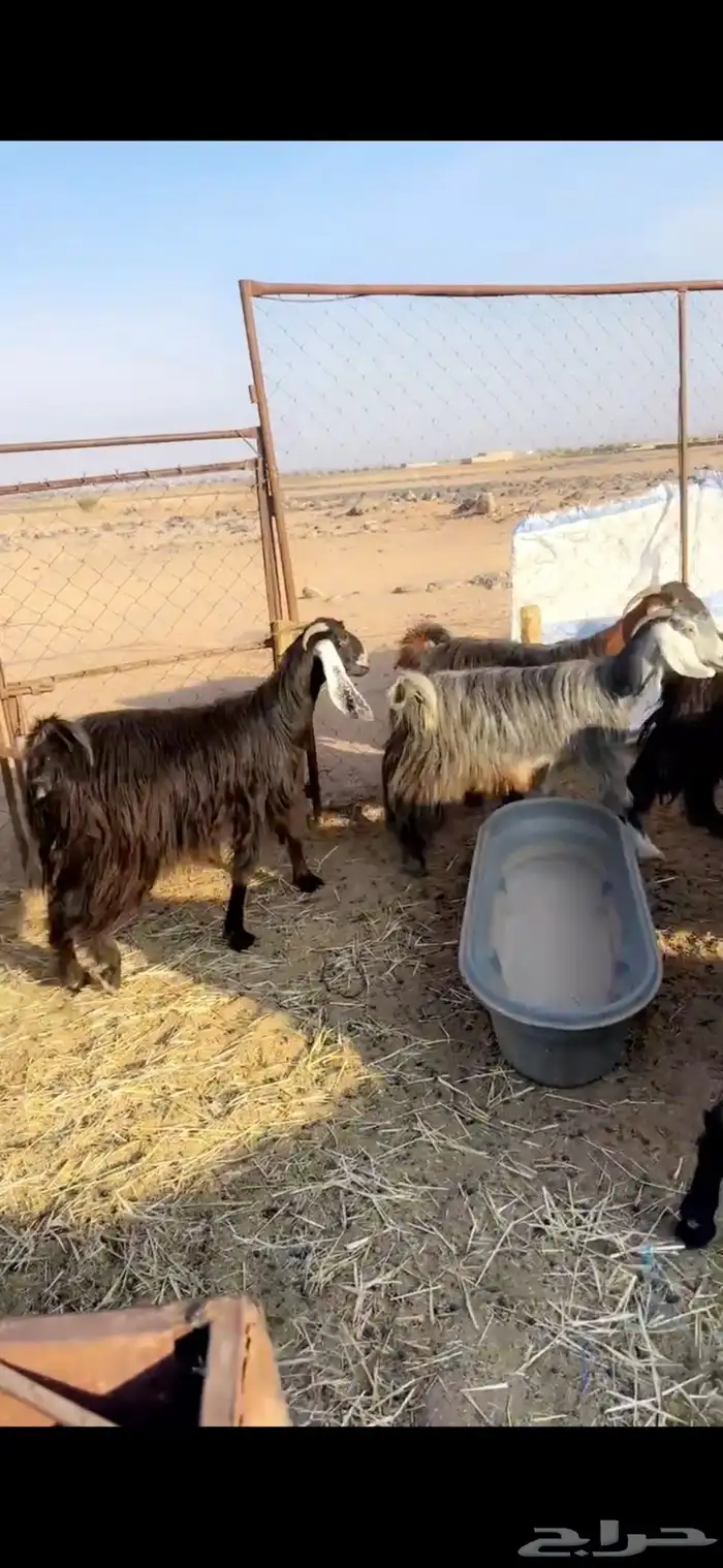 معزاء عوارض مراح شرط 5