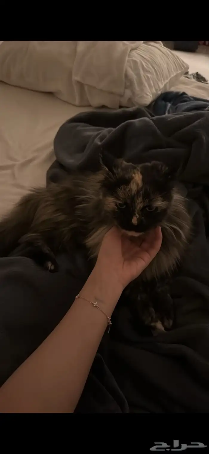 قط ضائع   مكافأة ماليه للي يلاقيه 0