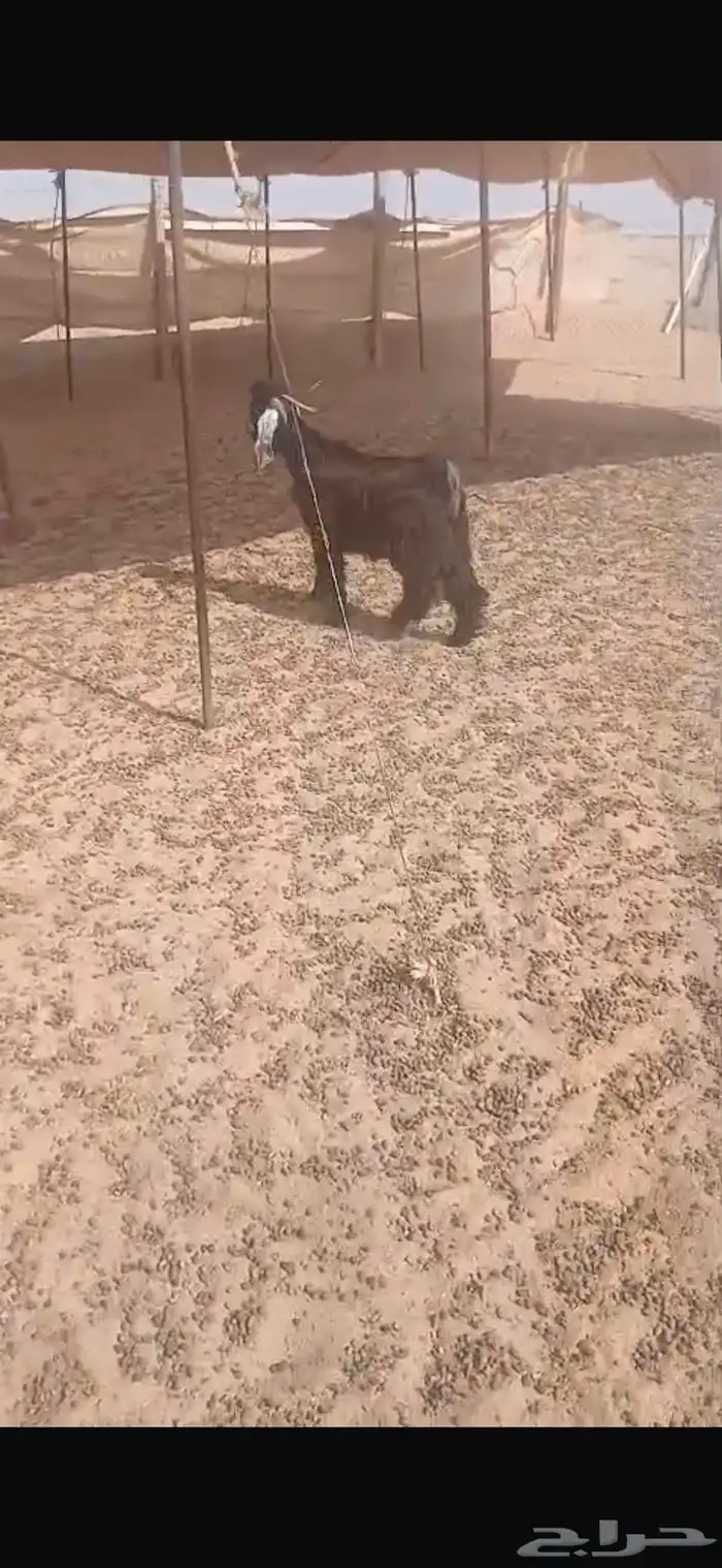 تيس عارضي صنف الصنف 1