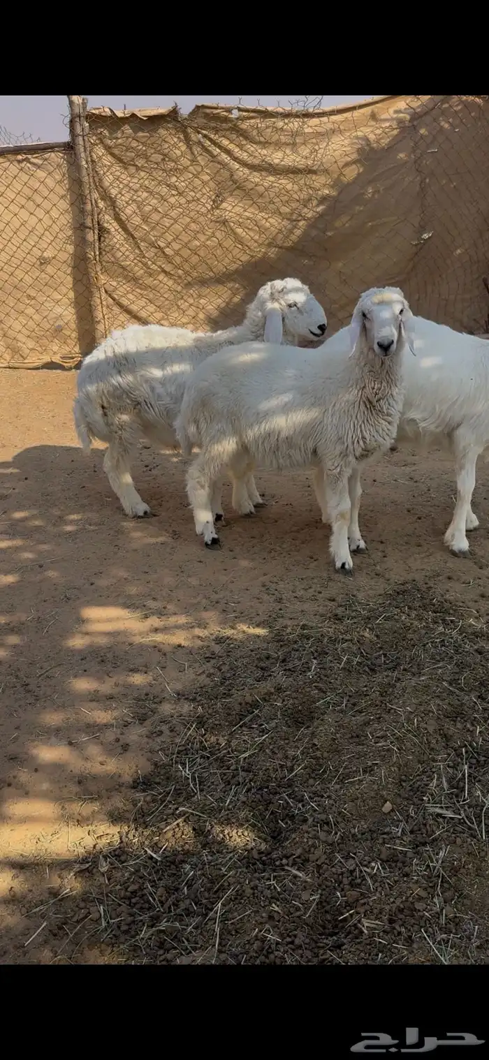 خرفان هرافا 2