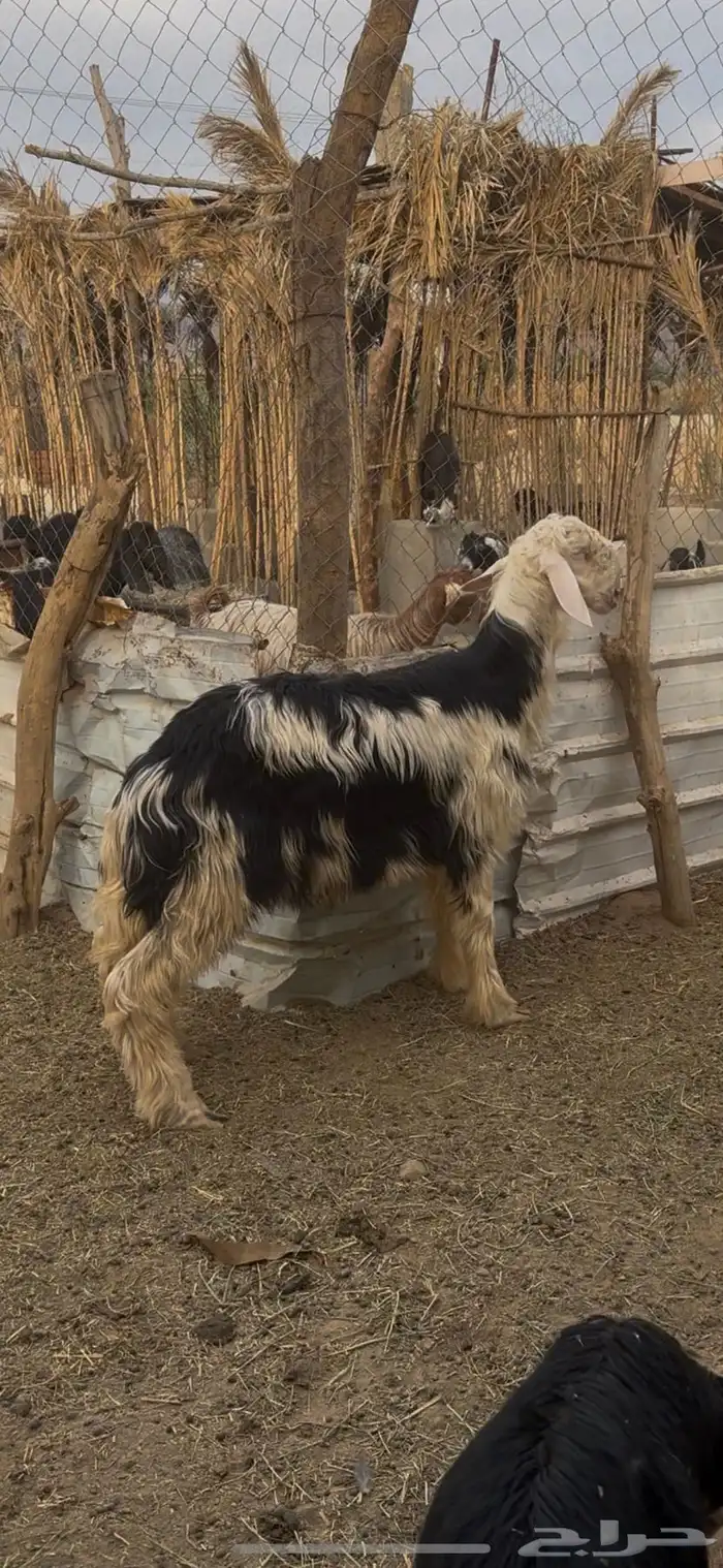 طلي نجدي جذع 0