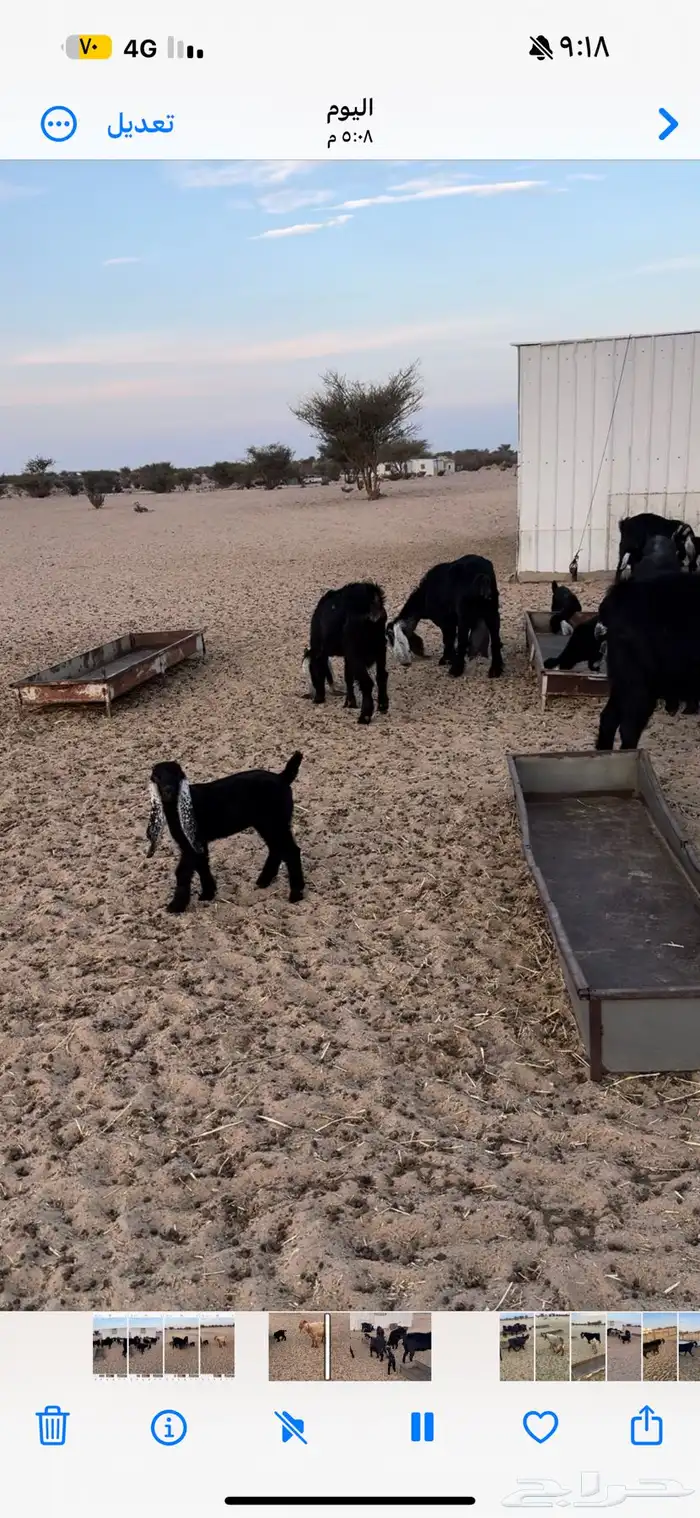 معزا خلفات 1