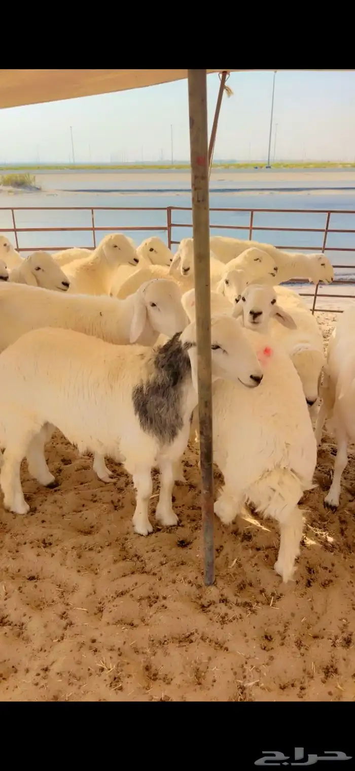 جذعان حري جبره مفطحات 2