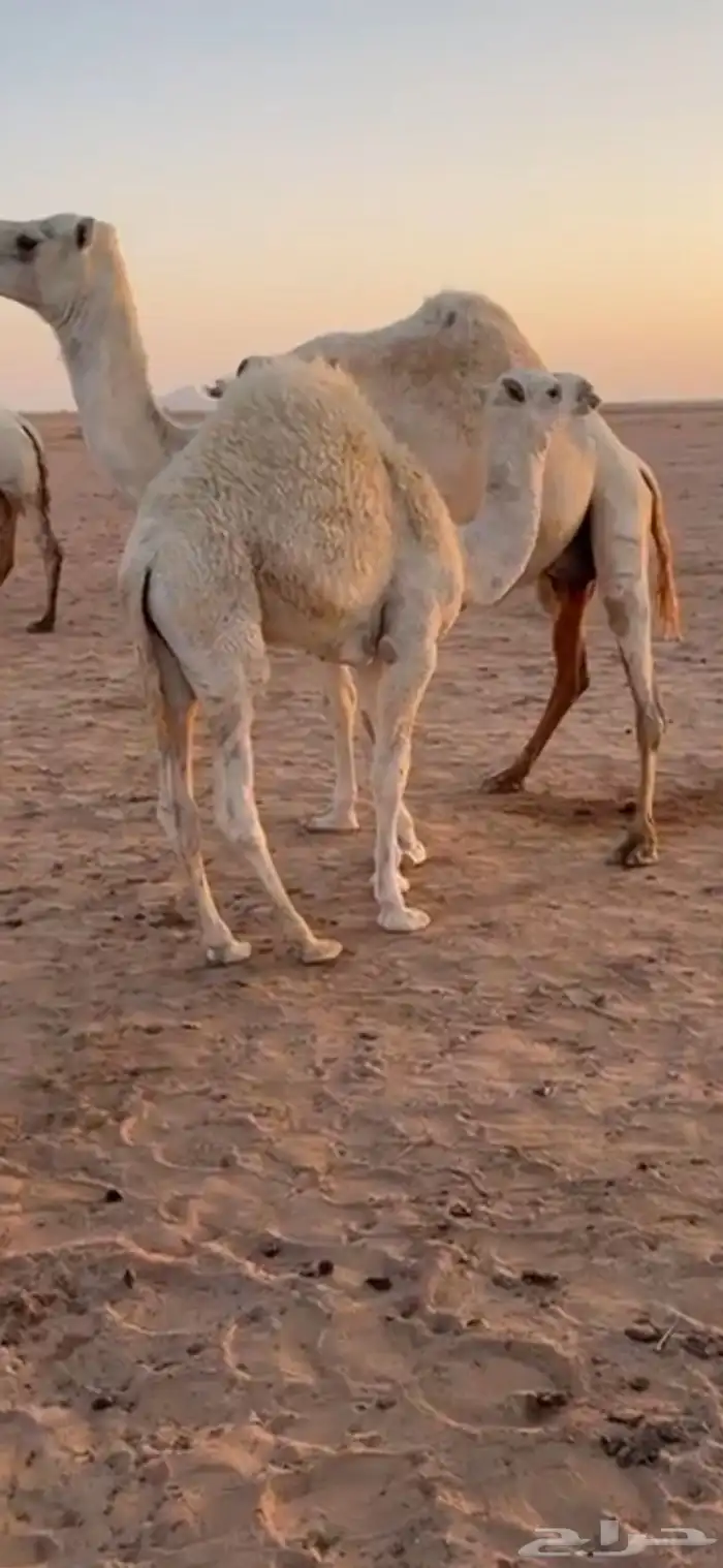 مطلوب حيران لبانيه 0