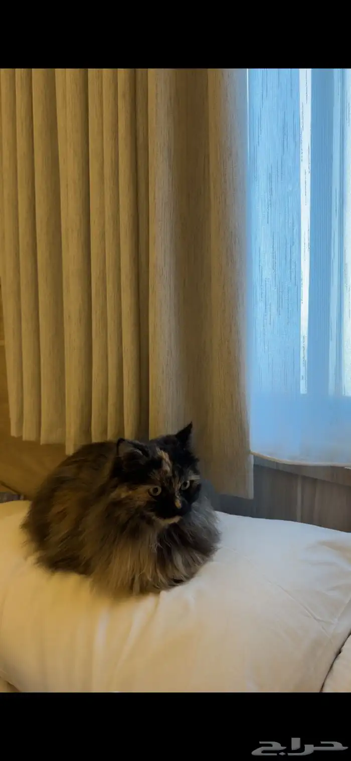 قط ضائع   مكافأة ماليه للي يلاقيه 1