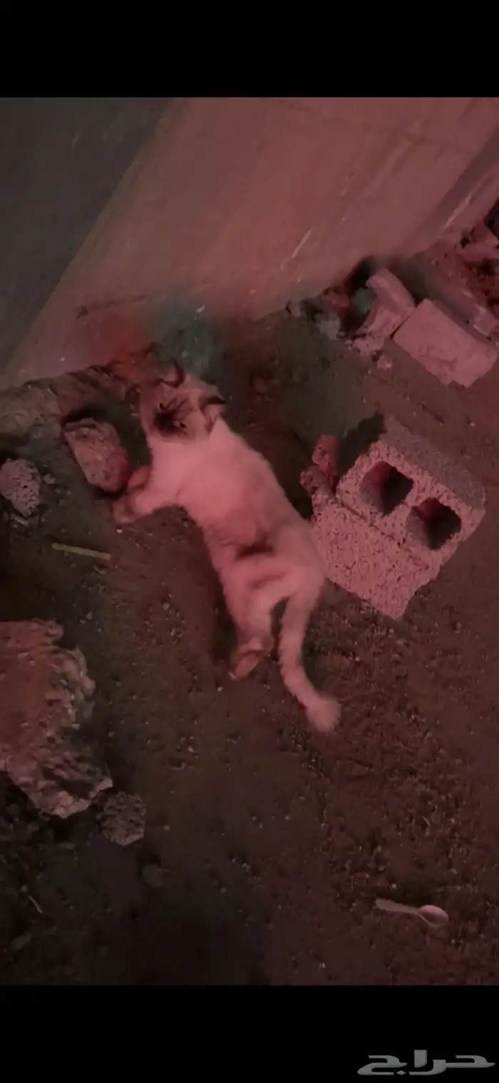 قطط منزلية للتبني 1