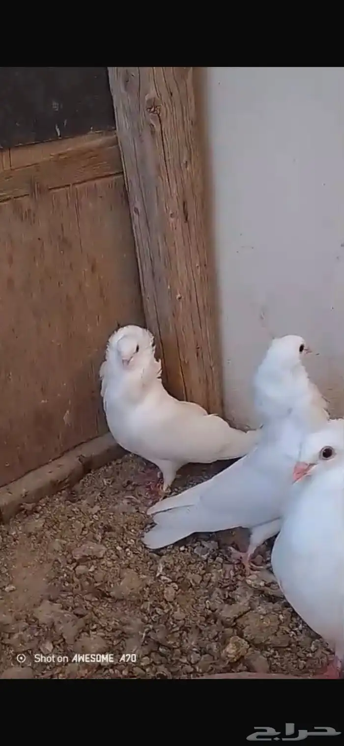 زوج بلجيكي منتج ومعه فرخين كبار وزوج هزاز منتج معه فرخ كبير 4