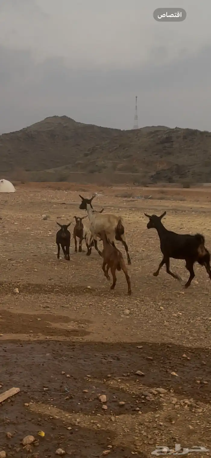 غنم للبيع متابيع 0