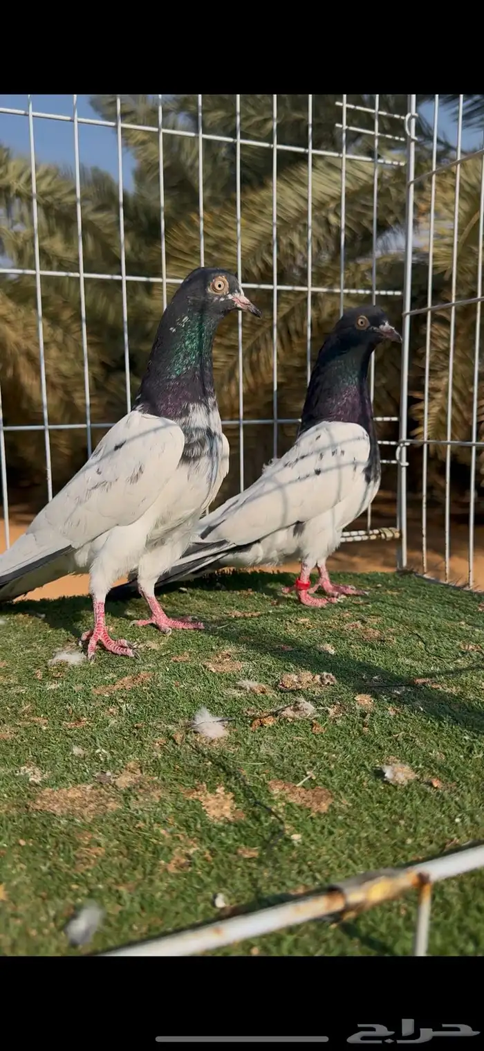 جوز حمام تيدي بيور مستوى بطل ماشاءالله 1