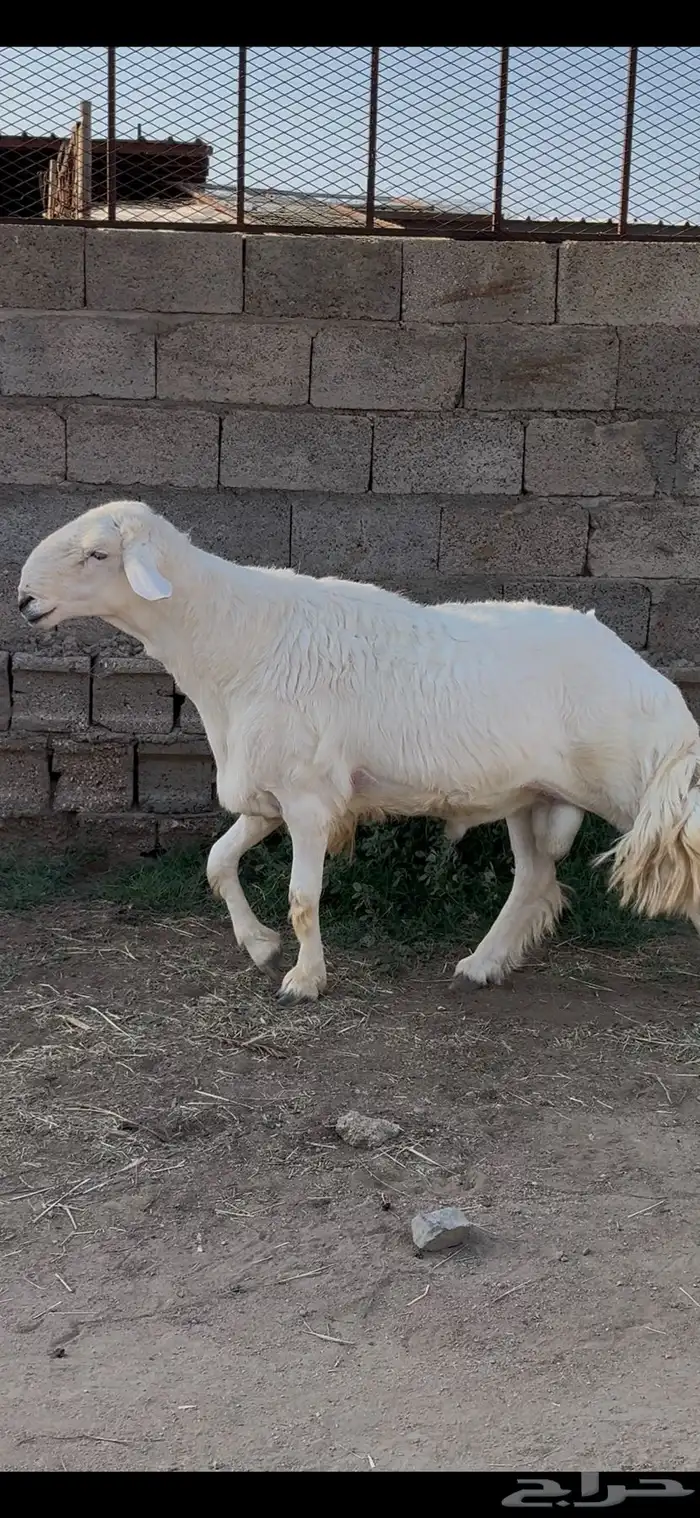 خروف فحل سنه رباع 1