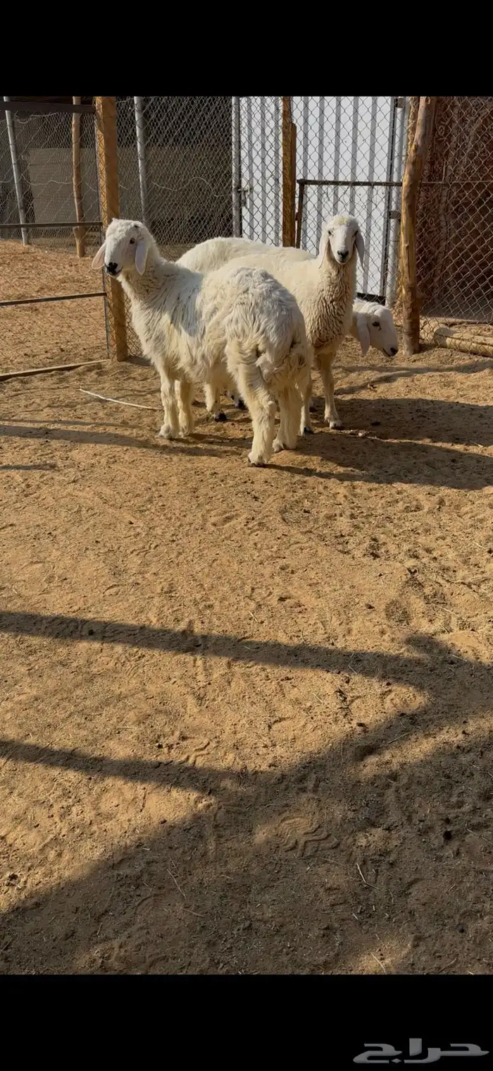 خرفان هرافا 4