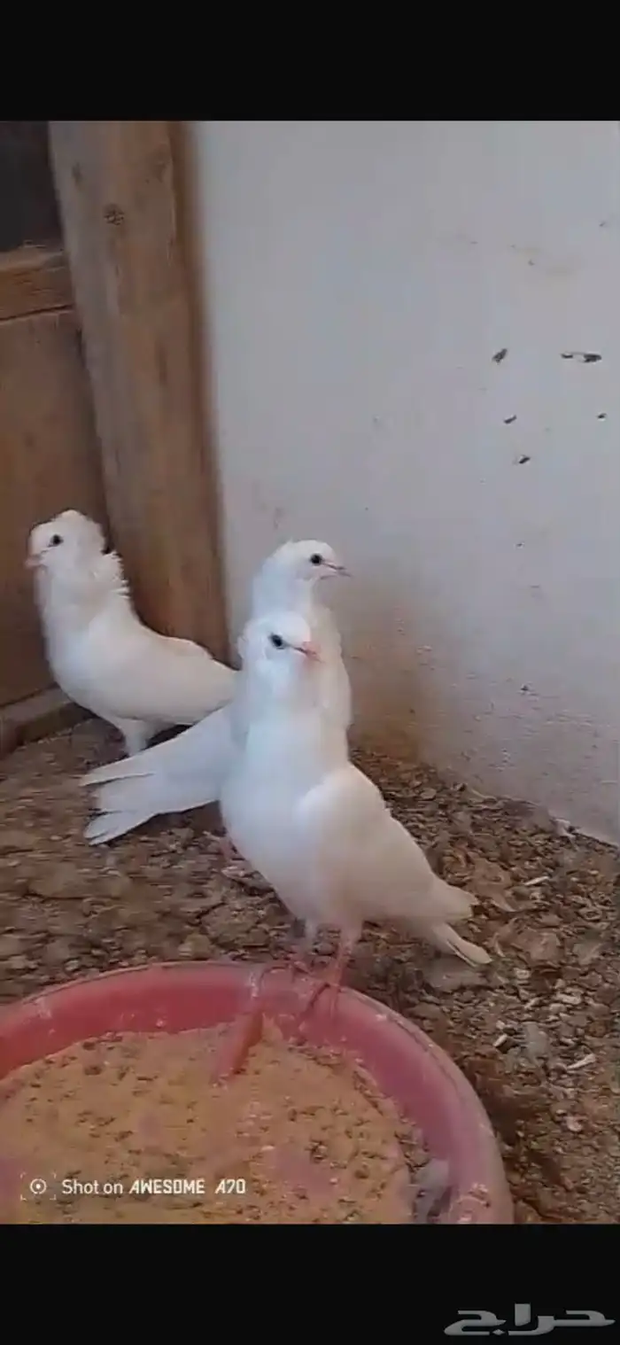 زوج بلجيكي منتج ومعه فرخين كبار وزوج هزاز منتج معه فرخ كبير 1