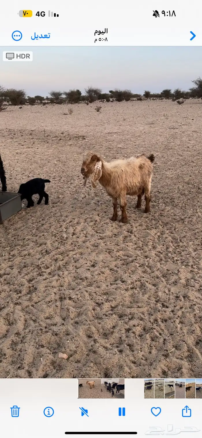 معزا خلفات 3