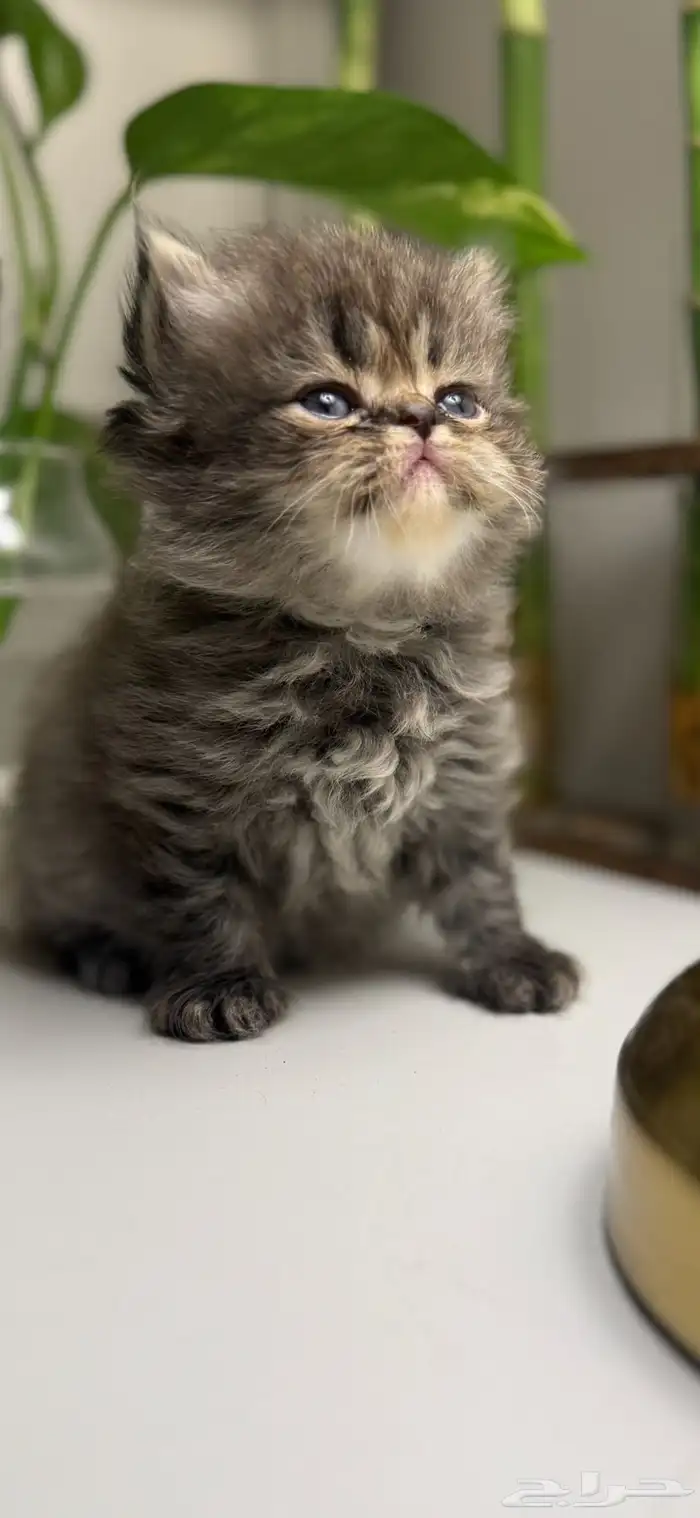 قطط هملايا 1