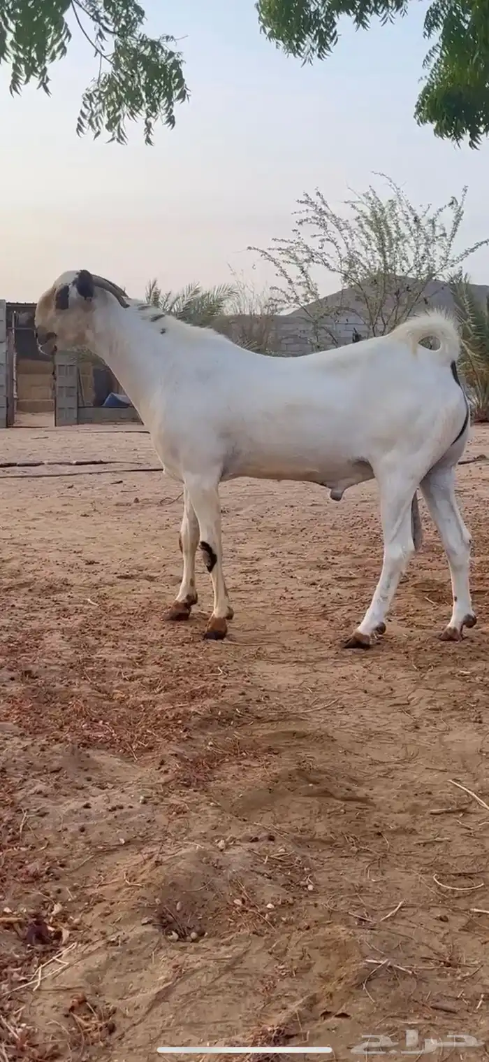 مشروع فحل بيشي فاخررر صنف الصنف 3