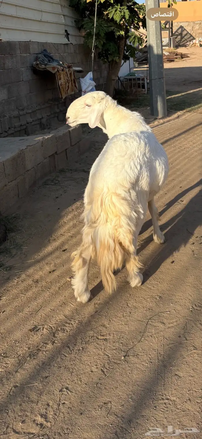خروف فحل سنه رباع 0