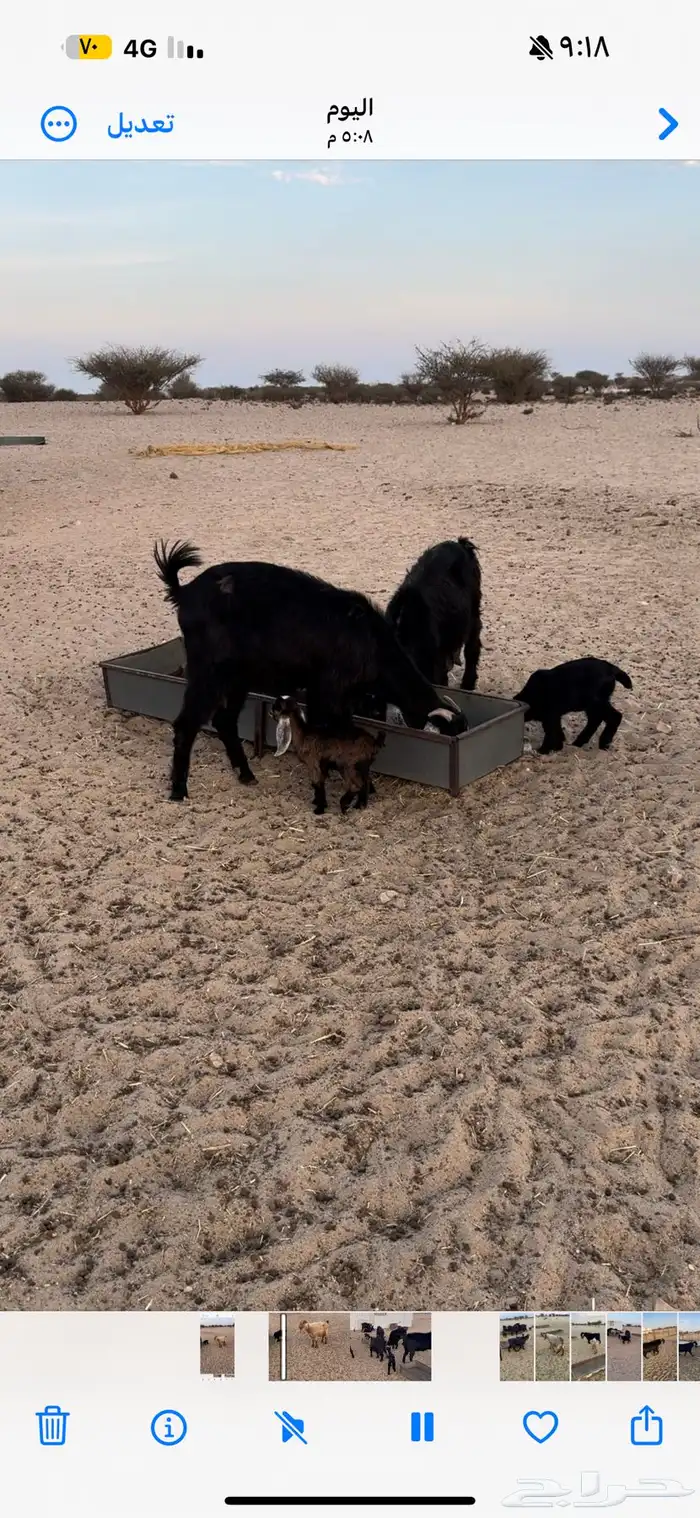 معزا خلفات 4