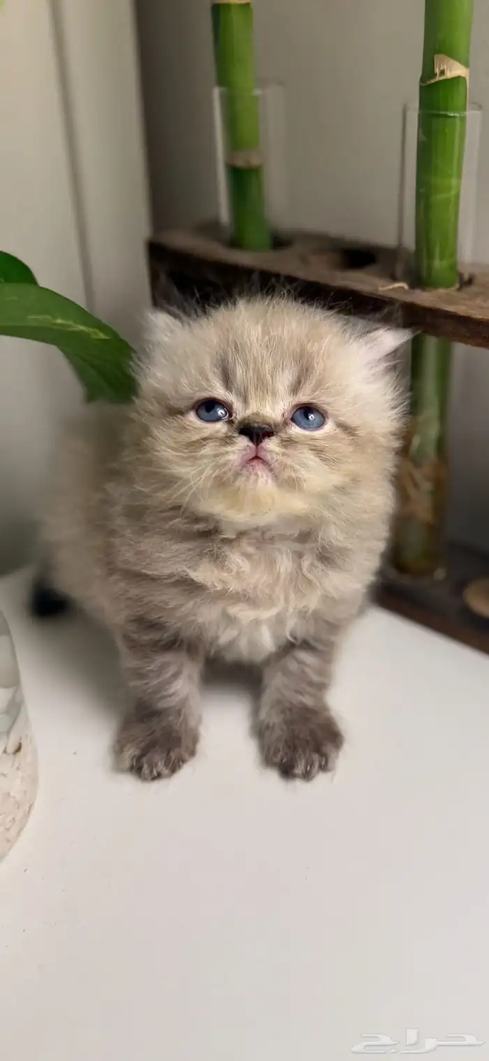 قطط هملايا 2