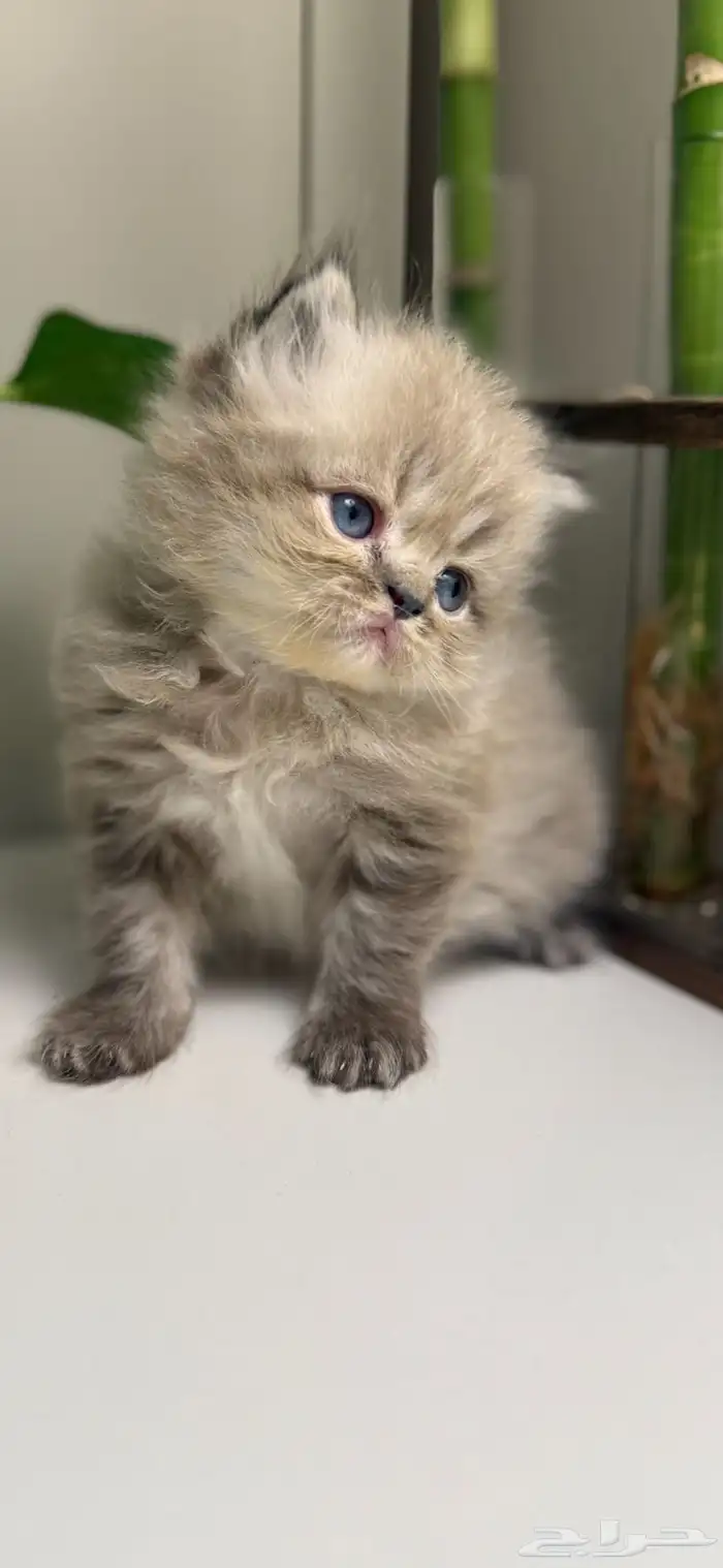 قطط هملايا 0