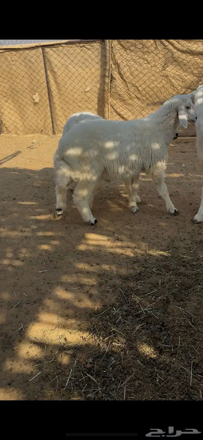 خرفان هرافا 6