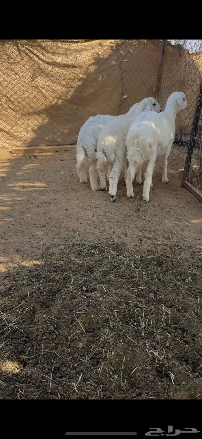 خرفان هرافا 5