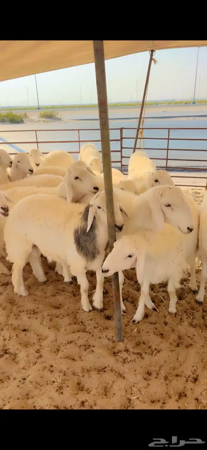 جذعان حري جبره مفطحات 0