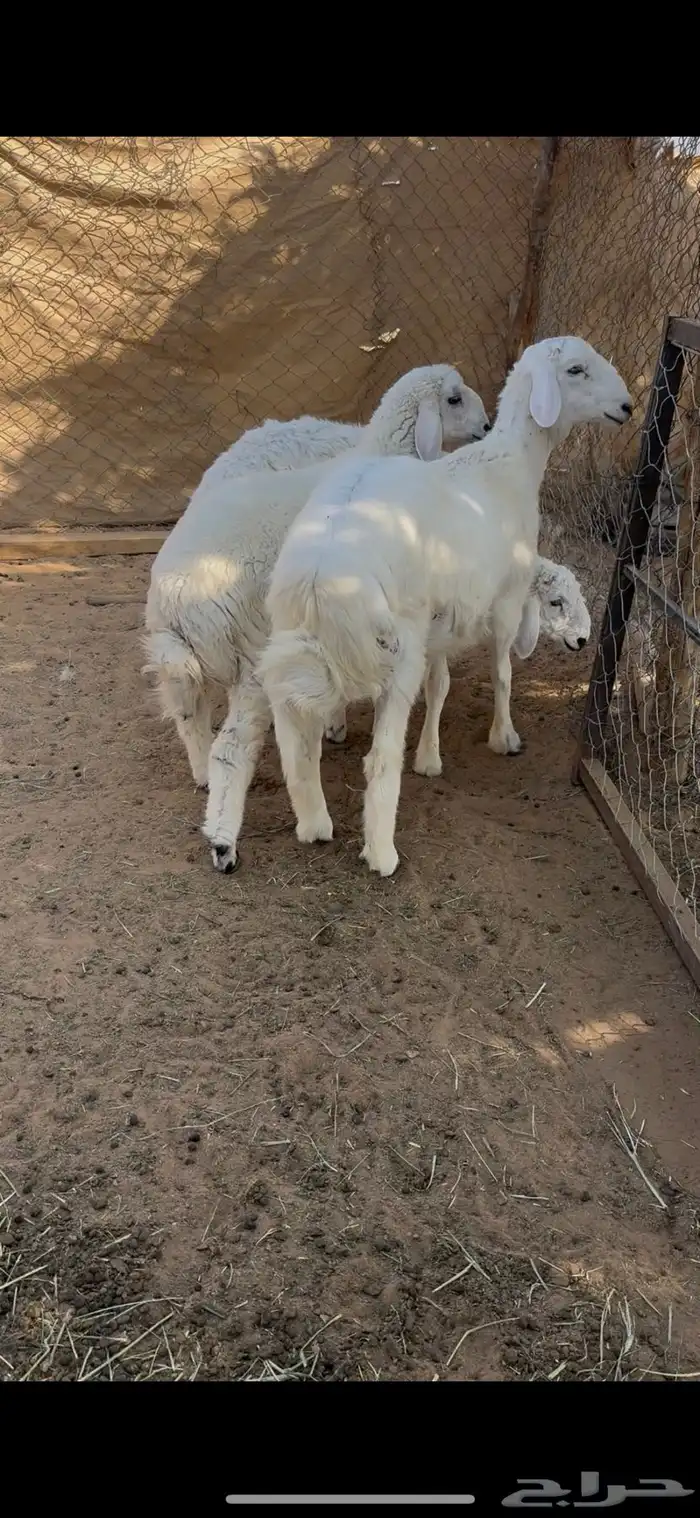 خرفان هرافا 3