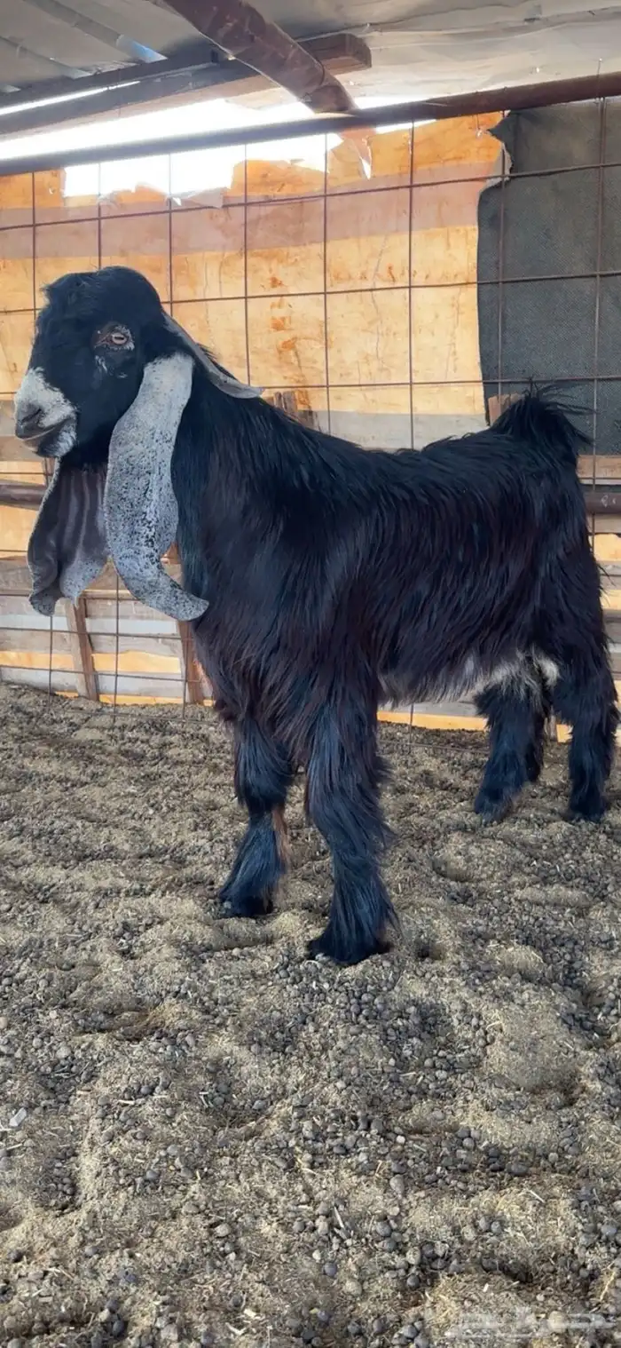 مشروع فحل من العيار الثقيل صنف الصنف الموقع املج 1