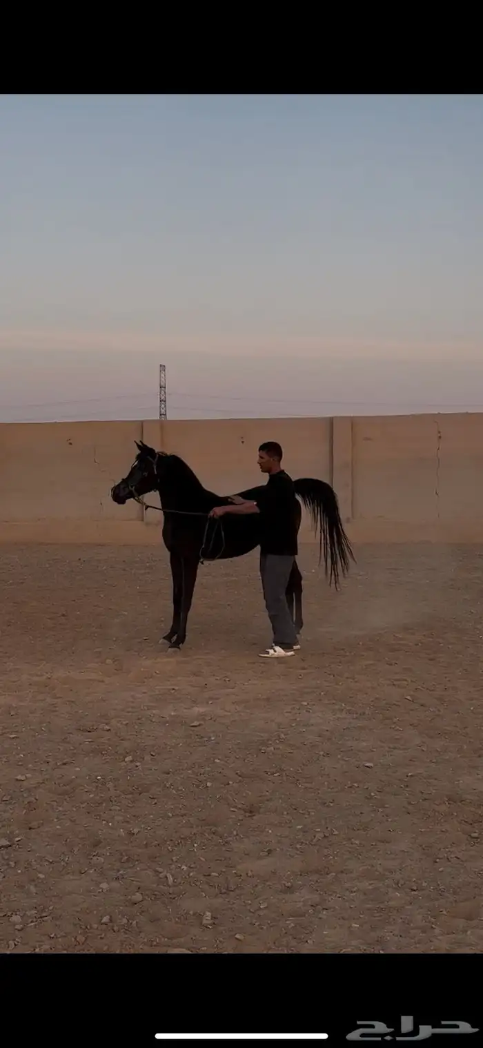 مهرة جمال سوداء كحل 1