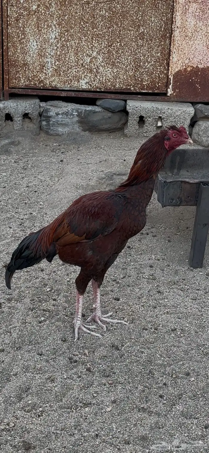 ديوك باكستاني سندي الوان جميلة 11