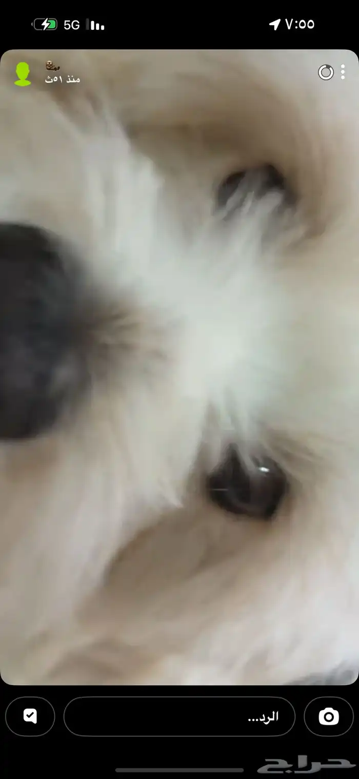 كلب ذكر مالتيز. 0