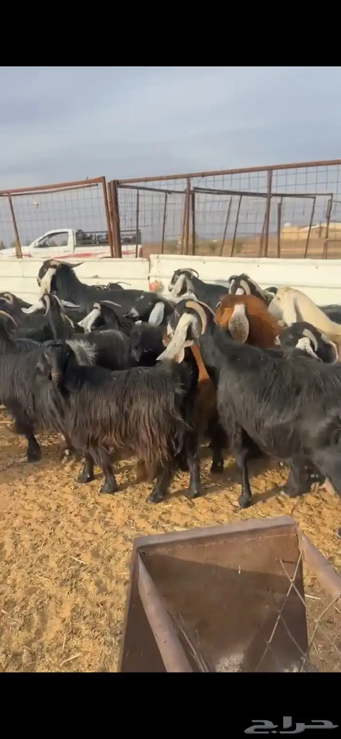 معزاء عوارض مراح شرط 1