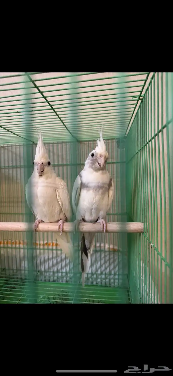 جوز كروان طفرات 0