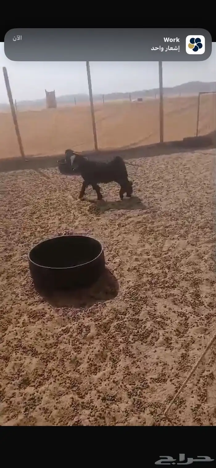 تيس عارضي صنف الصنف 2