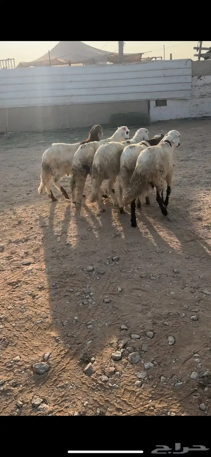 البيع سوكلي العدد 5 جذعان ظهوره حد الغلاق وطعام شعير وبرسيم 0